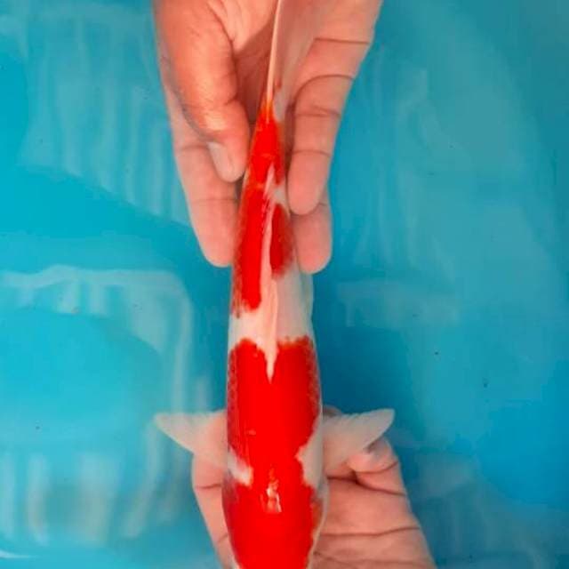 KOHAKU 