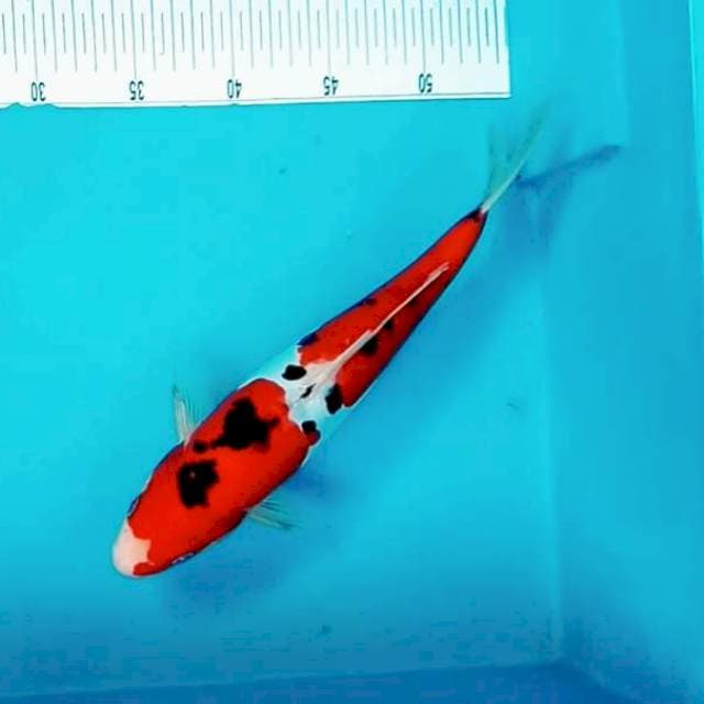 IV. Sanke Doitsu || 32 cm