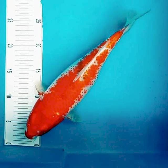 X. Kanoko Jumbo || 35 cm