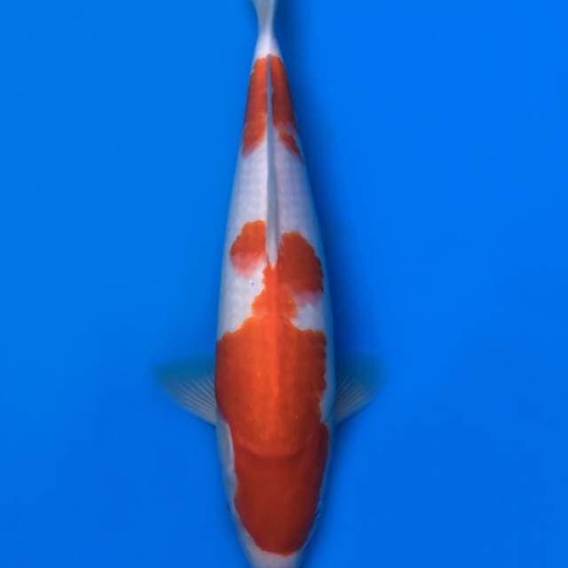kohaku HQ 30cm