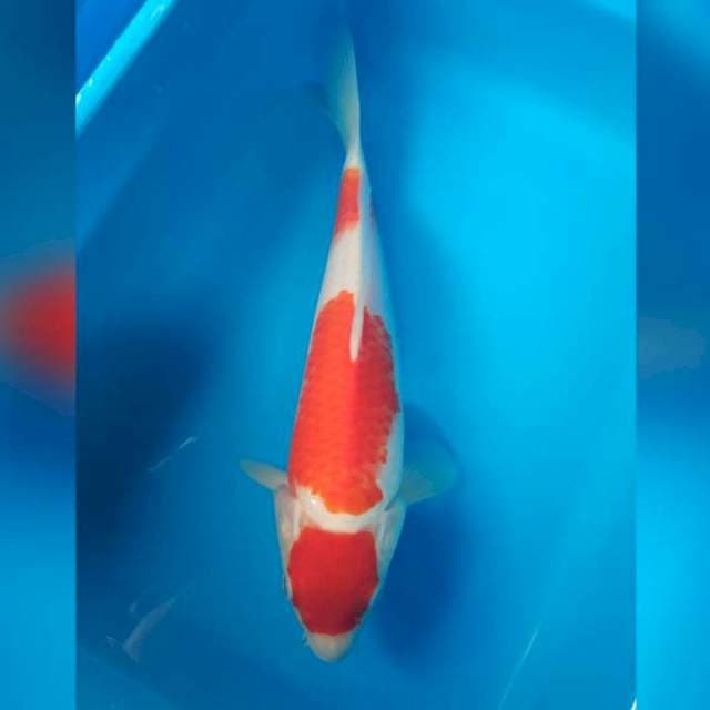 Kohaku F1
