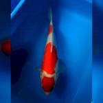 Kohaku F1