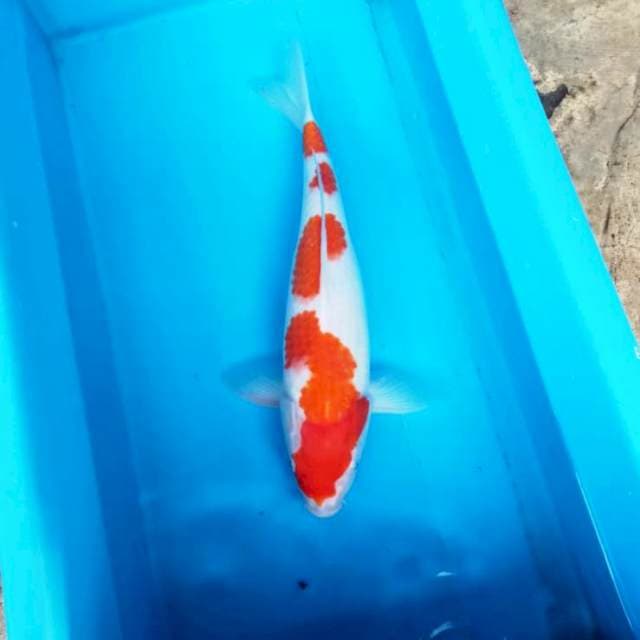 NJK - ORIGINAL KOHAKU