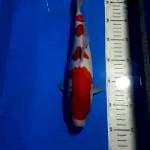 KOHAKU 31 CM