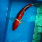 Sanke Doitsu 31cm 
