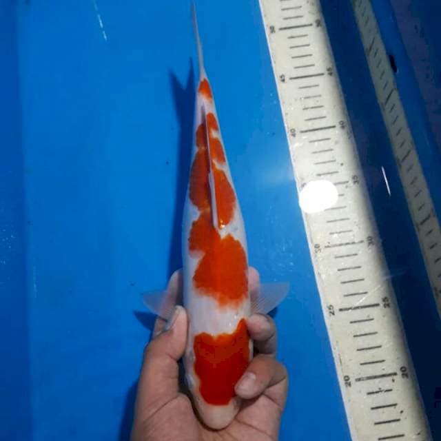 KOHAKU 30 CM