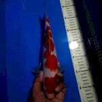 KOHAKU 30 CM