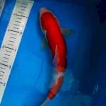 Kohaku Doitsu 32cm