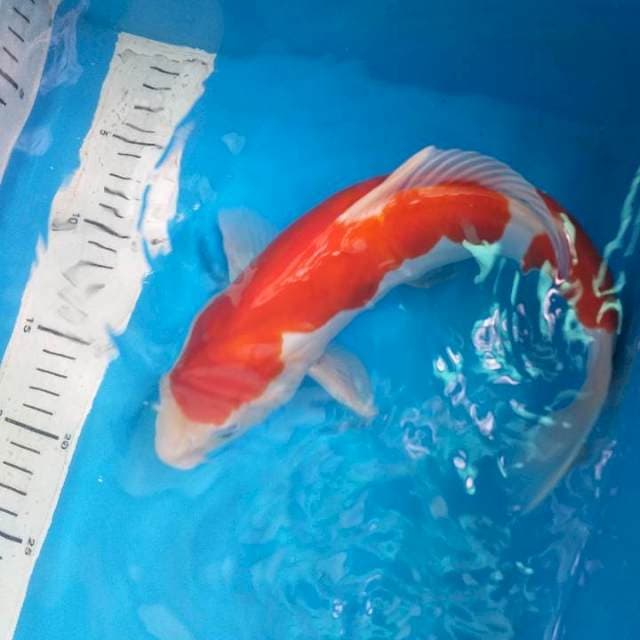 Kohaku Doitsu 32cm