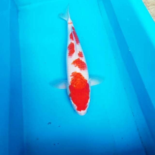 NJK - KOHAKU SAKURA