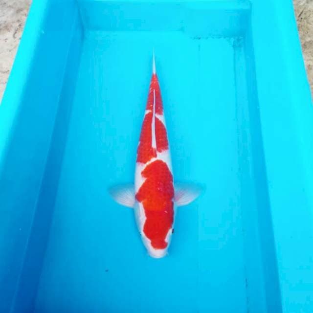 NJK - SANDAN KOHAKU