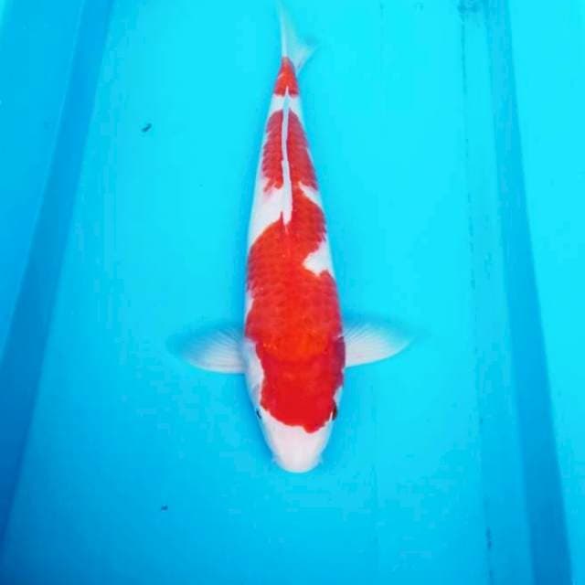 NJK - INAZUMA KOHAKU