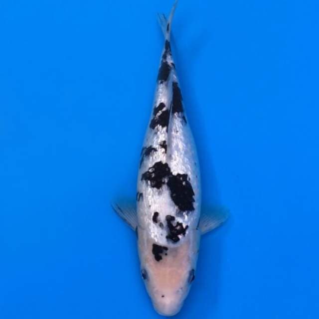 bekko full ginrin 25cm