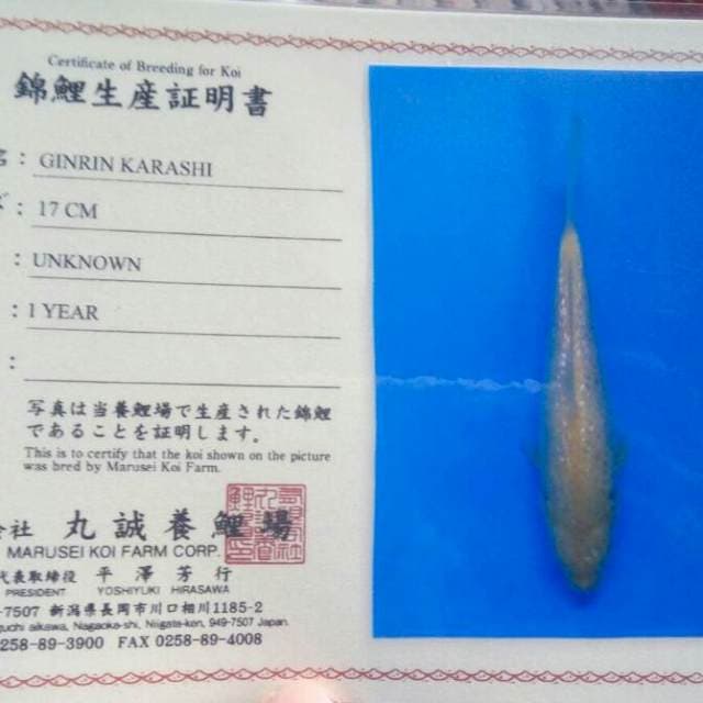 Karasi marusei