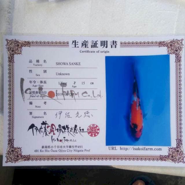 Showa isa koi farm