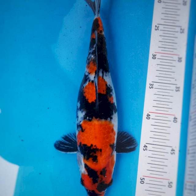 SHOWA SANSHOKU 35 CM