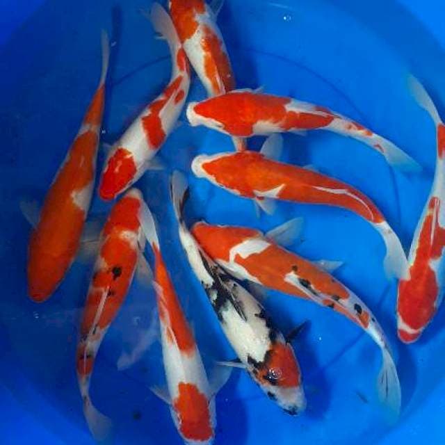 10 ekor kohaku sanke 