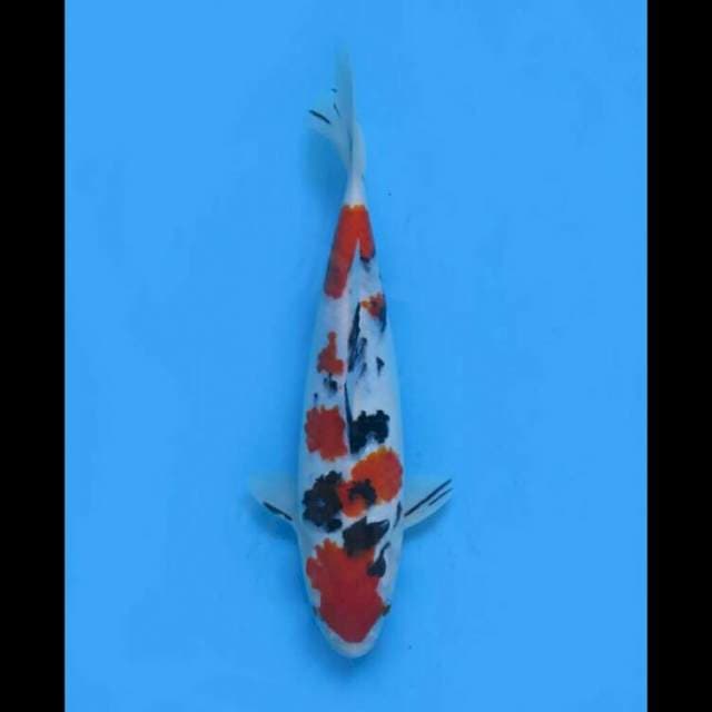 Taisho Sanke SQ - 25cm 