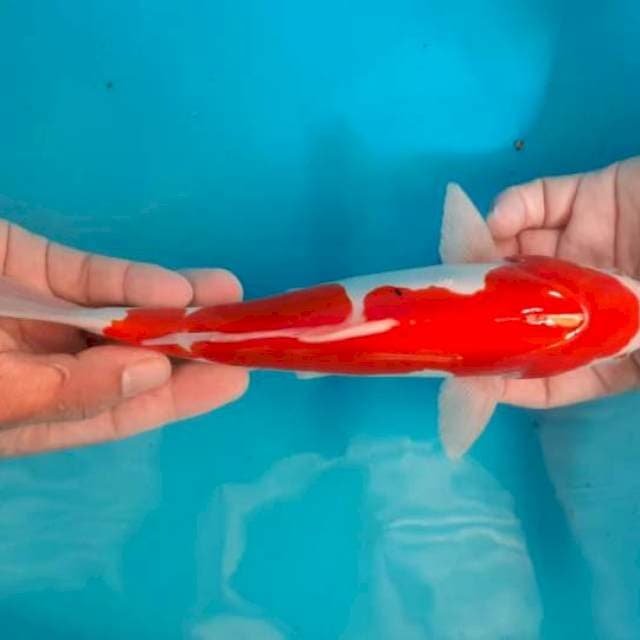 KOHAKU 