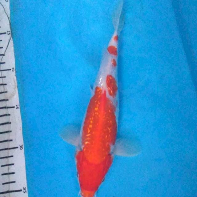 GINRIN KOHAKU