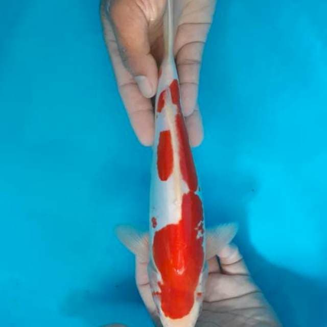 DOITSU KOHAKU