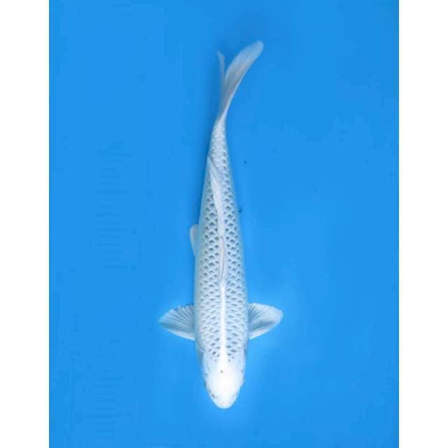 Matsuba Putih F1 , 45cm
