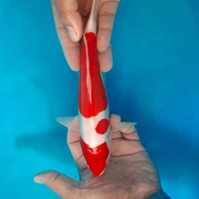 JANTAN 28 CM