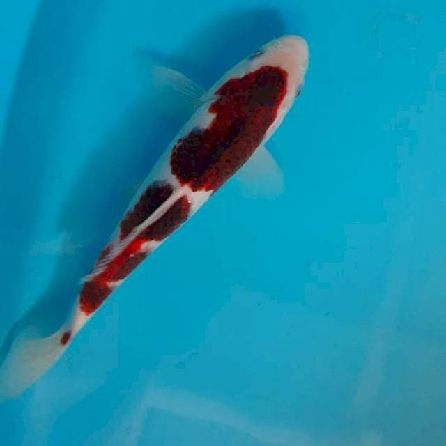 Goromo