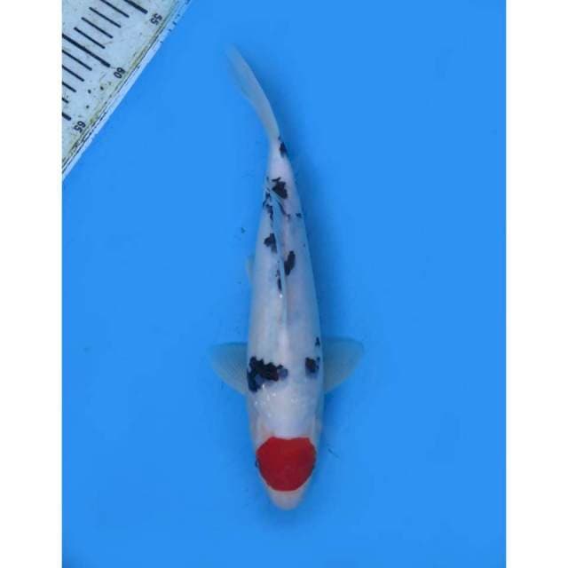 Tancho Sanke SQ , 30cm