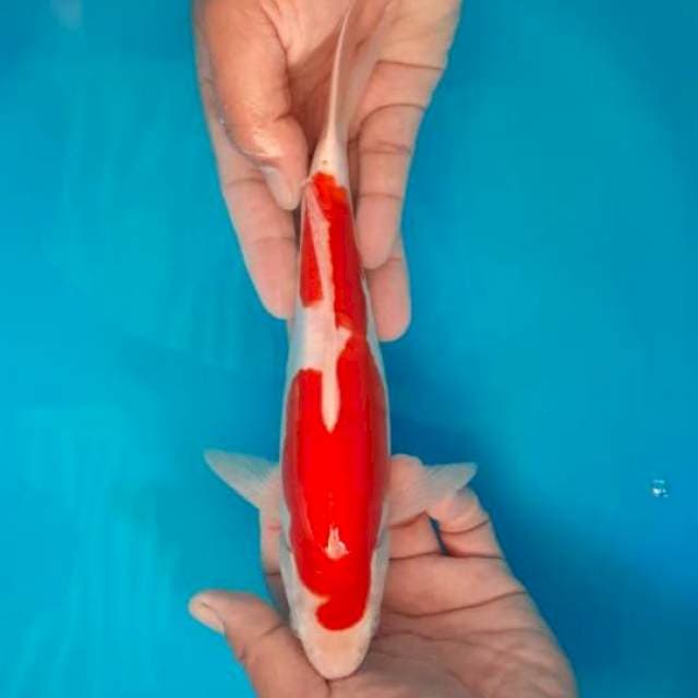 Kohaku