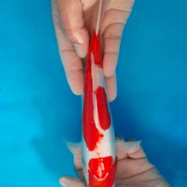 Kohaku