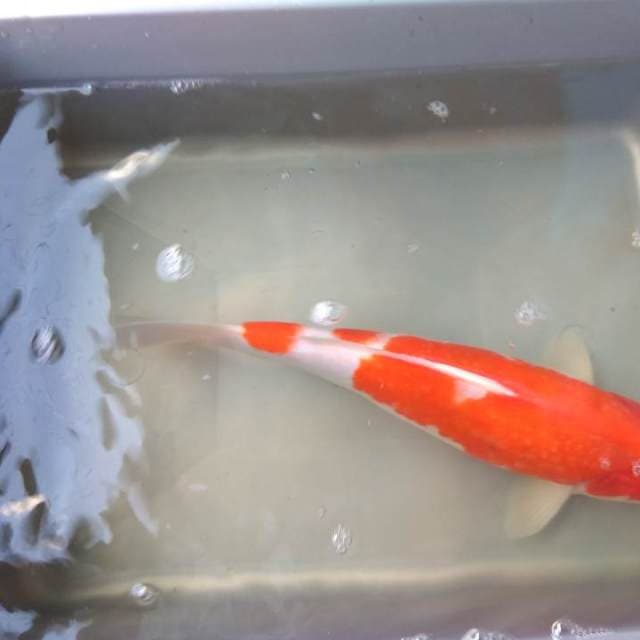 Kohaku 