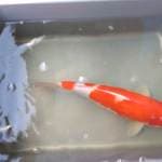 Kohaku 