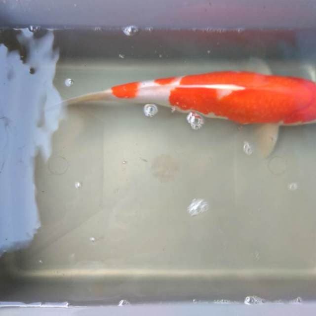 Kohaku 