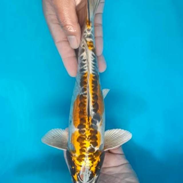 Kiko