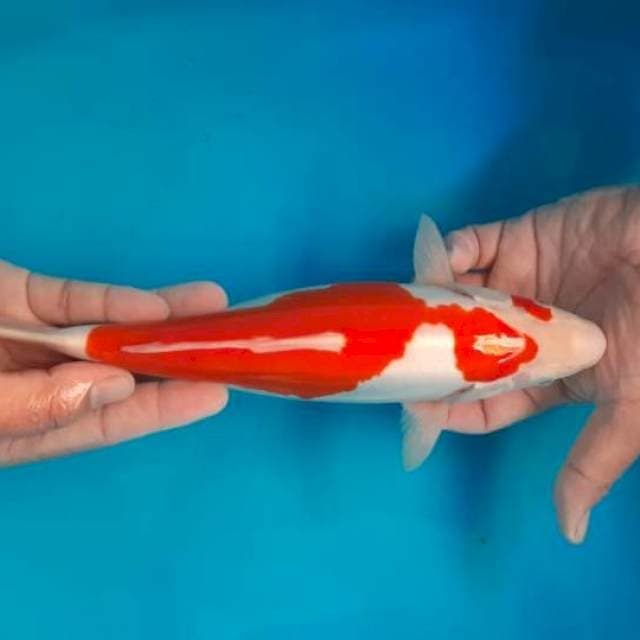 Kohaku