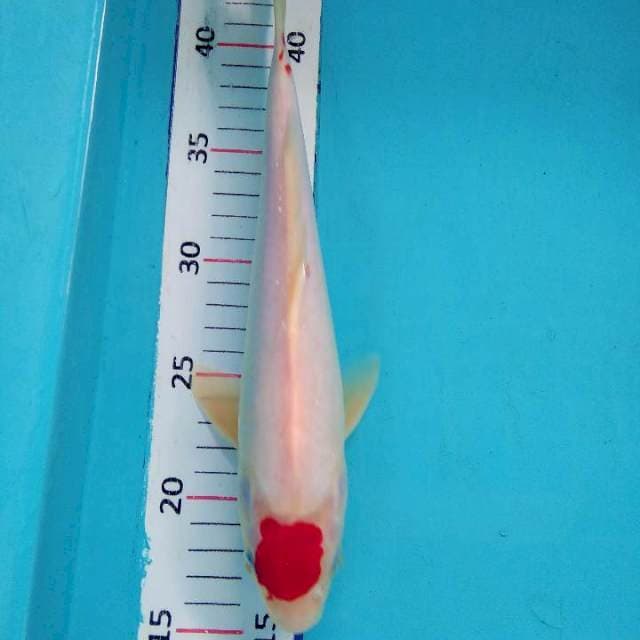 Tancho KoHaku Originalginal