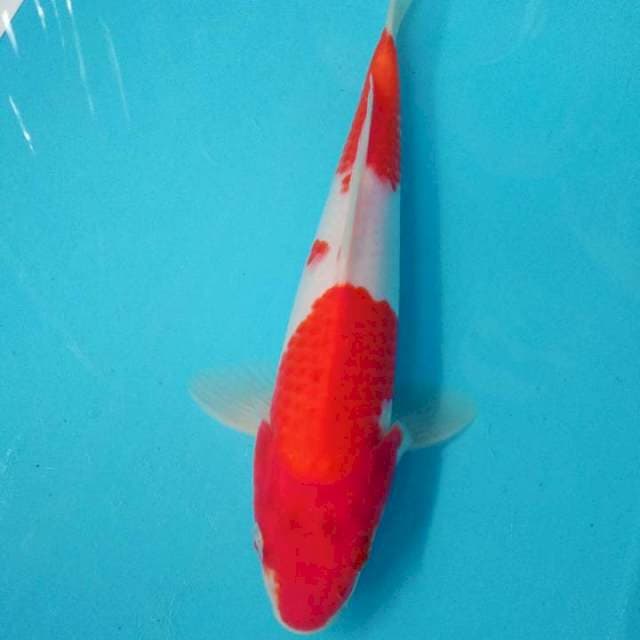 Kohaku 28 Cm
