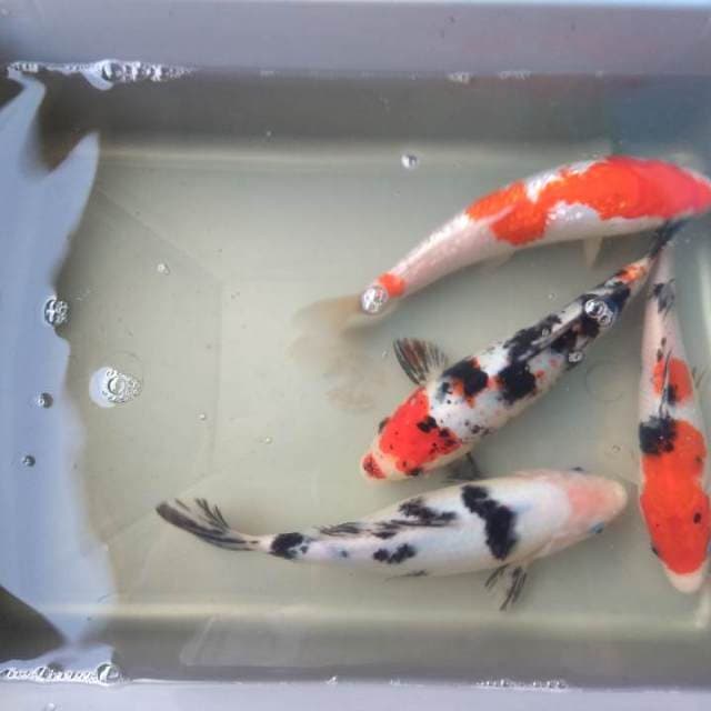 Mix koi