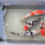 Mix koi 