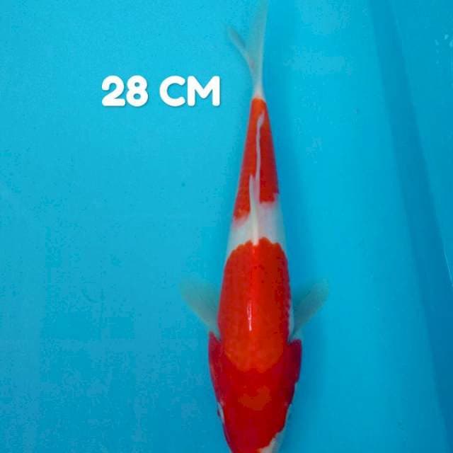 Kohaku 28 Cm