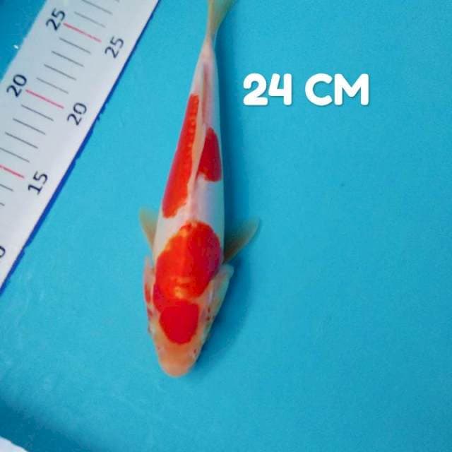 Doitsu 24 Cm