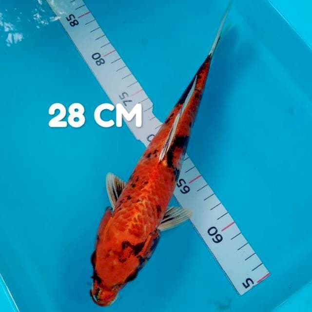Kin showa 28 Cm