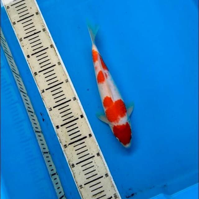 Maruten Kohaku hot