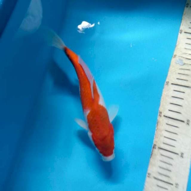 Ai goromo 24cm