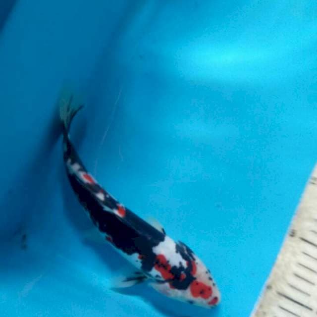 Showa doitsu 25cm