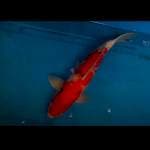 Sanke Sakai 50cm
