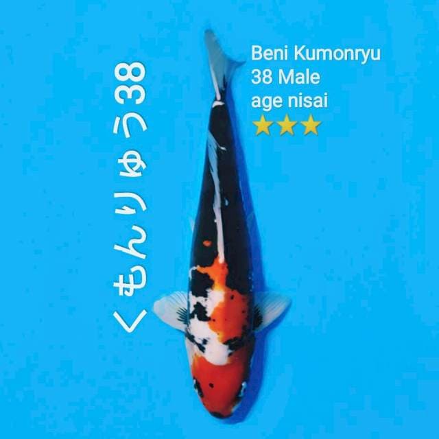 Beni Kumon super