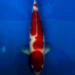 Kohaku Bulky 35