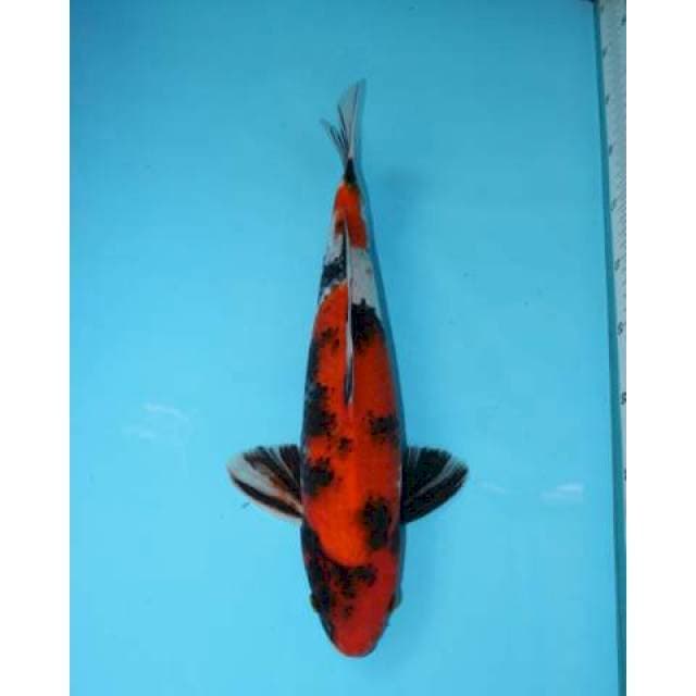 SHOWA 37 CM